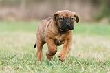 TOSA INU 160